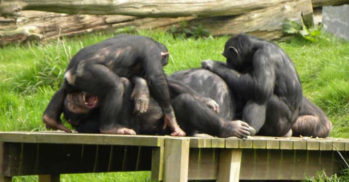 Chimpanzees Are Brutal Violent Beasts