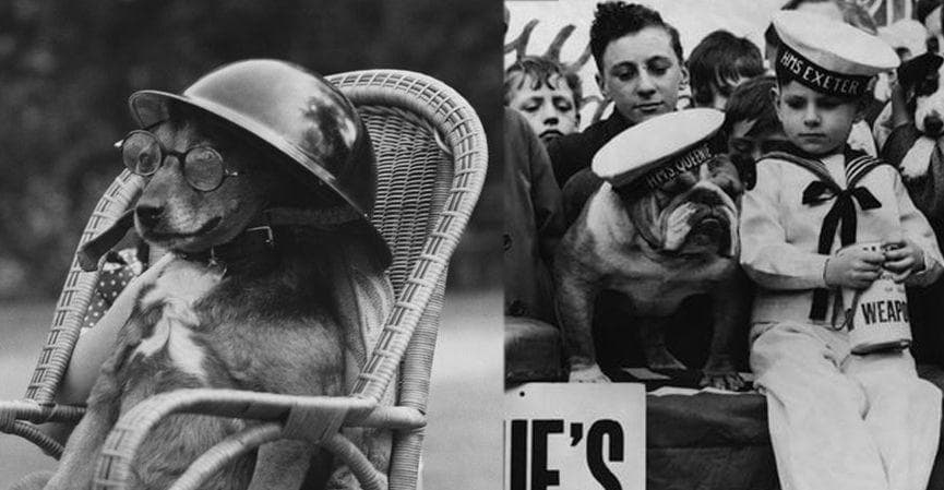 16 Rare Pictures Of Dogs During World War II