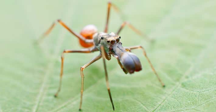 Creatures That Mimic Ants