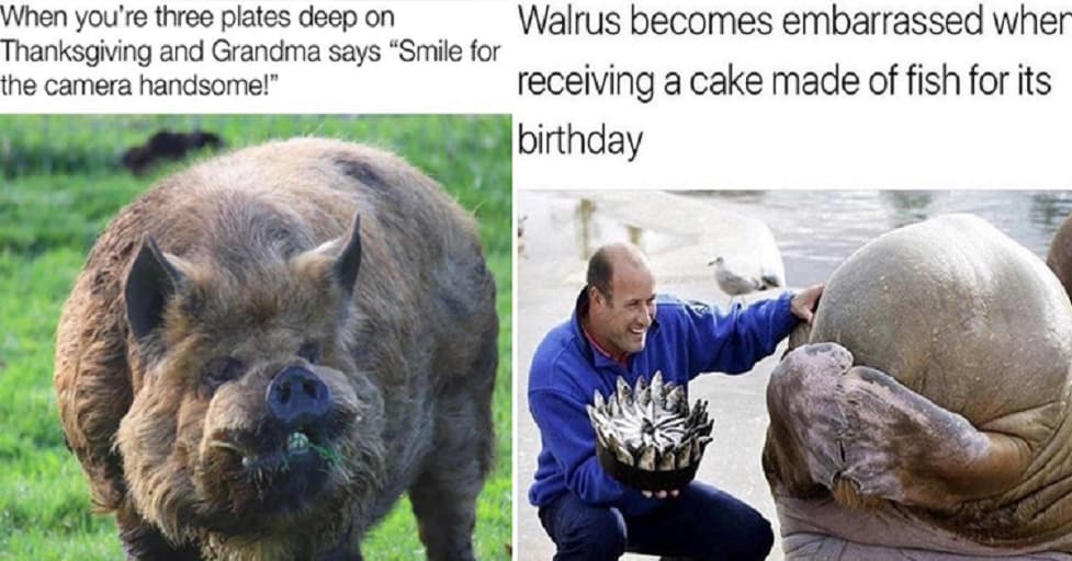32 Wholesome Animal Memes That Lifted Our Spirits In A Big Way