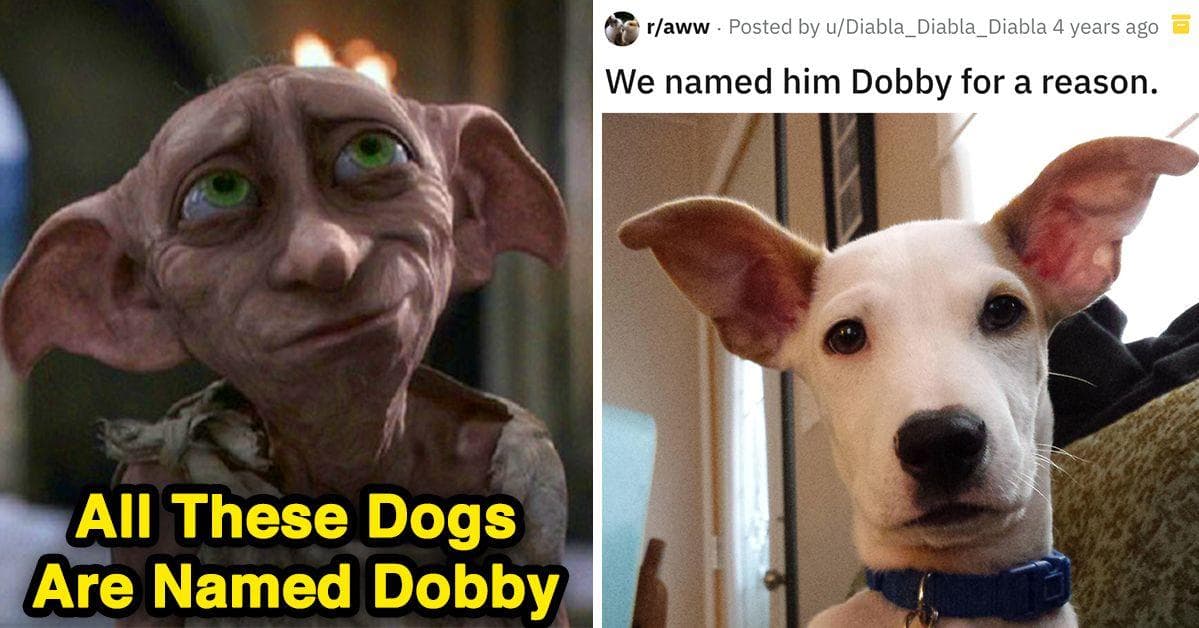 13 Pups Named After Dobby The House Elf From Harry Potter That Are Just Too Doggone Adorable