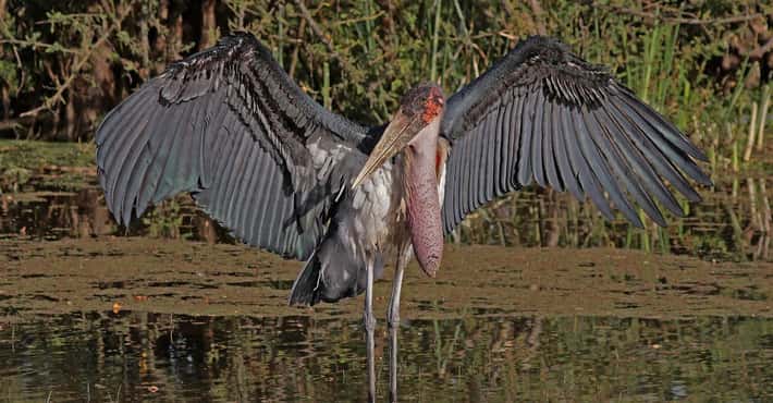 Marabou Storks Are the Stuff of Nightmares