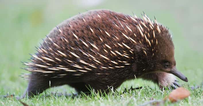 Echidnas Are Egg-Laying Mammals