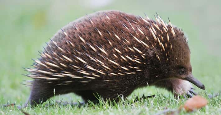 Echidnas Are Egg-Laying Mammals