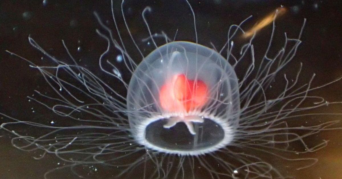 Facts About Sea Creatures We Just Learned That Made Us Say Whoa 