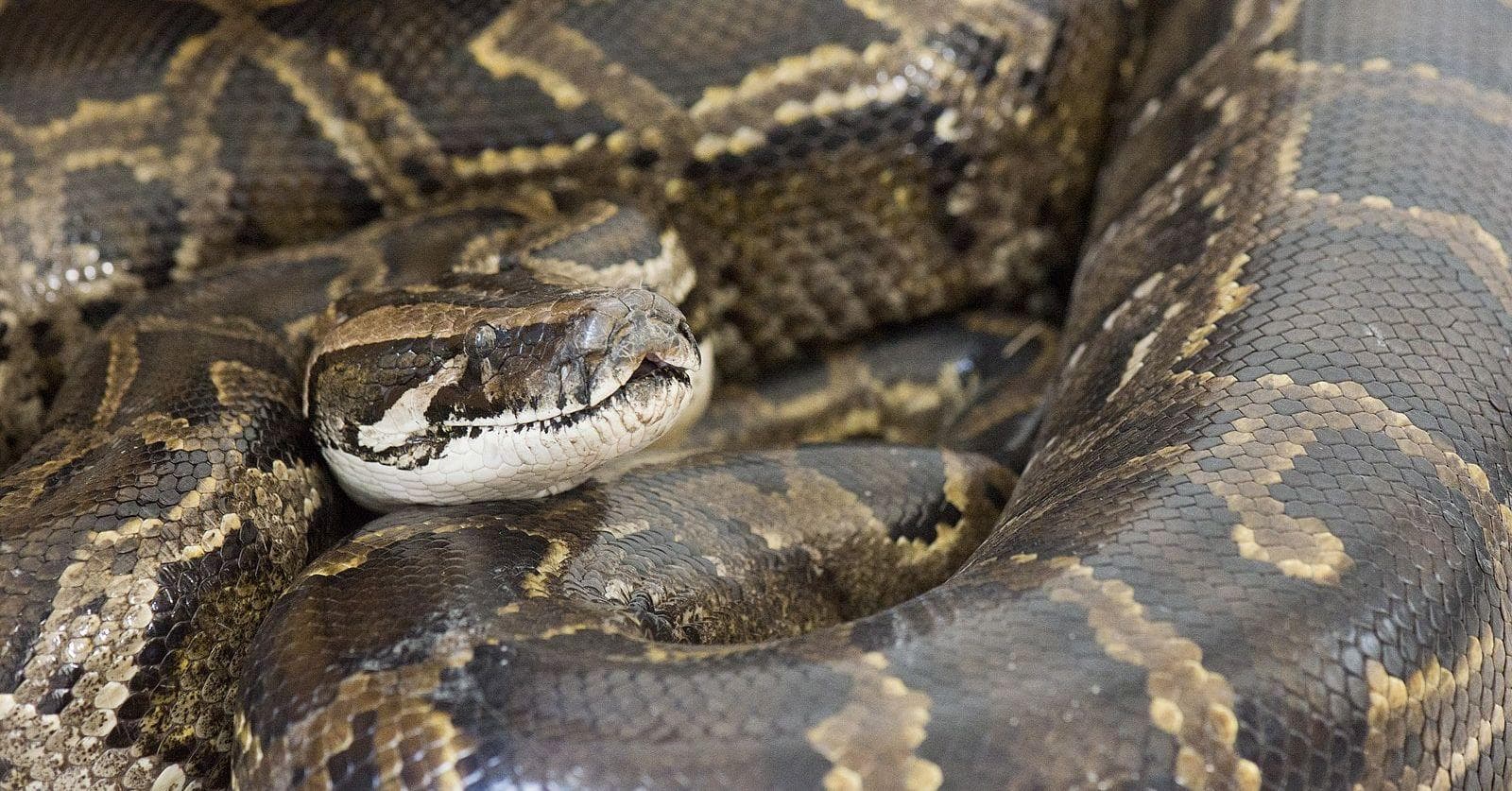 Snake Massages Are Real And Some Folks Swear You'll Never Go Back