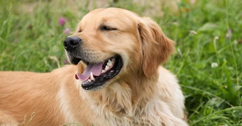 50+ Friendly Dog Breeds That Make Great Pets