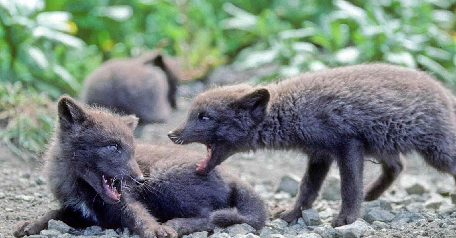 Graveyard Shift Readers Share The Animals That Don’t Deserve The Reputation They Have