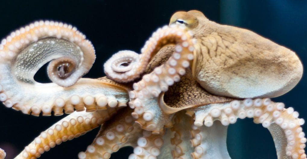 Researchers Are Claiming Octopuses Are Alien Life Forms