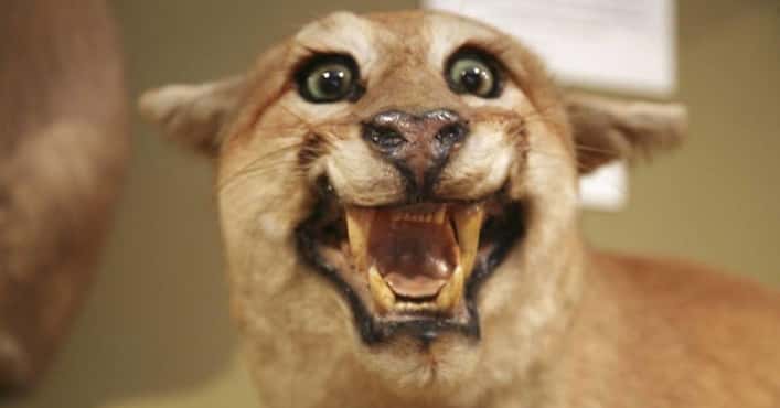24 Taxidermy FAILs That Are Both Funny and Horr...