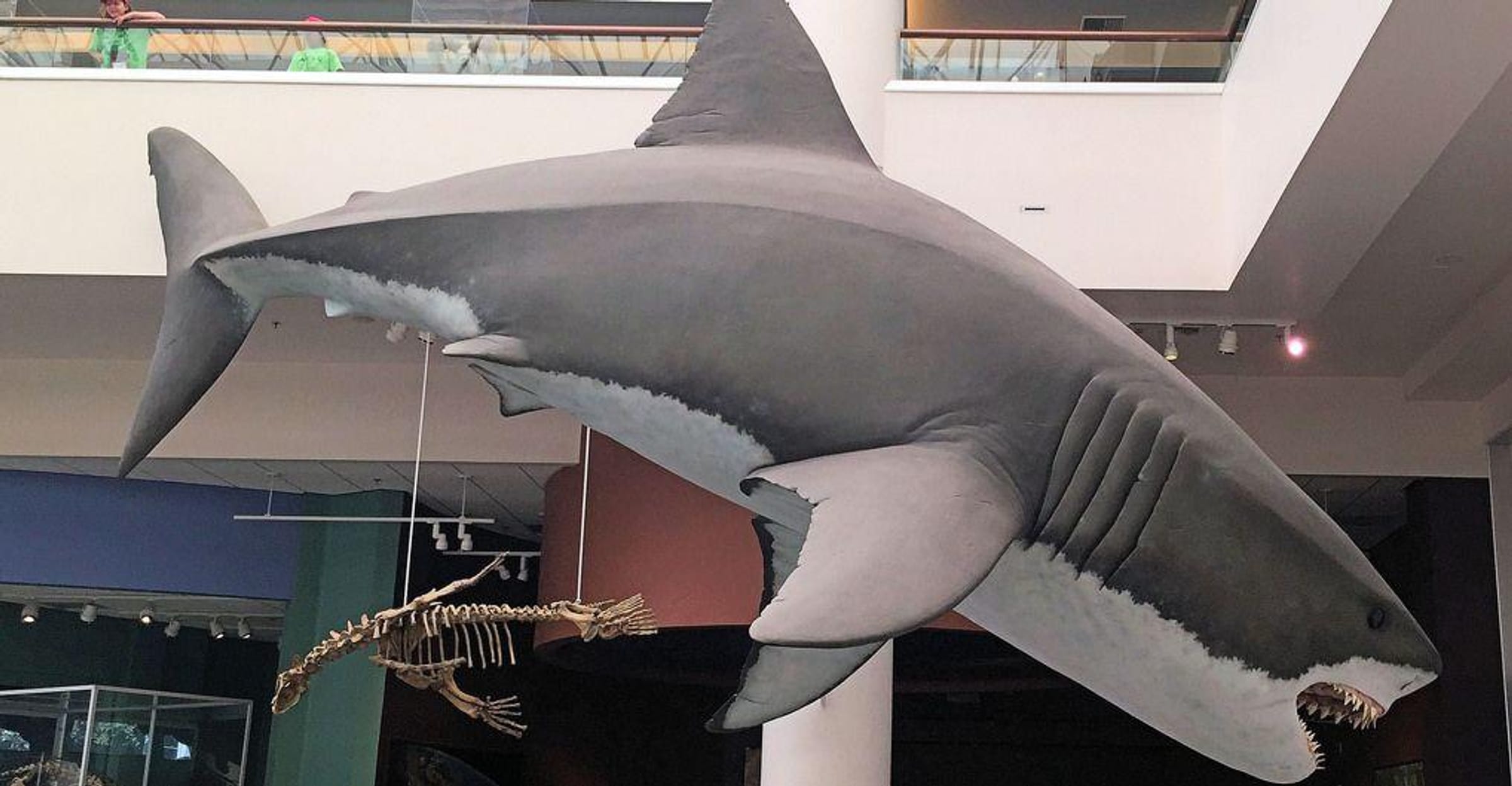 Extinct 'Megamouth' Shark Species Finally Identified