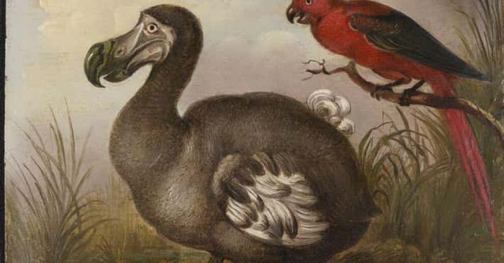 Extinct Birds You'll Never See IRL