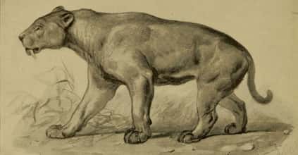 List Of Extinct Big Cats, From Prehistoric Times to Now
