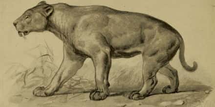 List Of Extinct Big Cats, From Prehistoric Times to Now