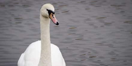 12 Bad (And Good) Facts About Swans You Might Not Know