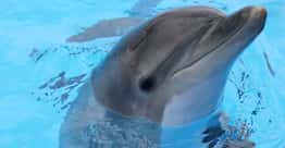 Flipper The Dolphin Died More Upsettingly Than We Ever Knew, According To Her Trainer