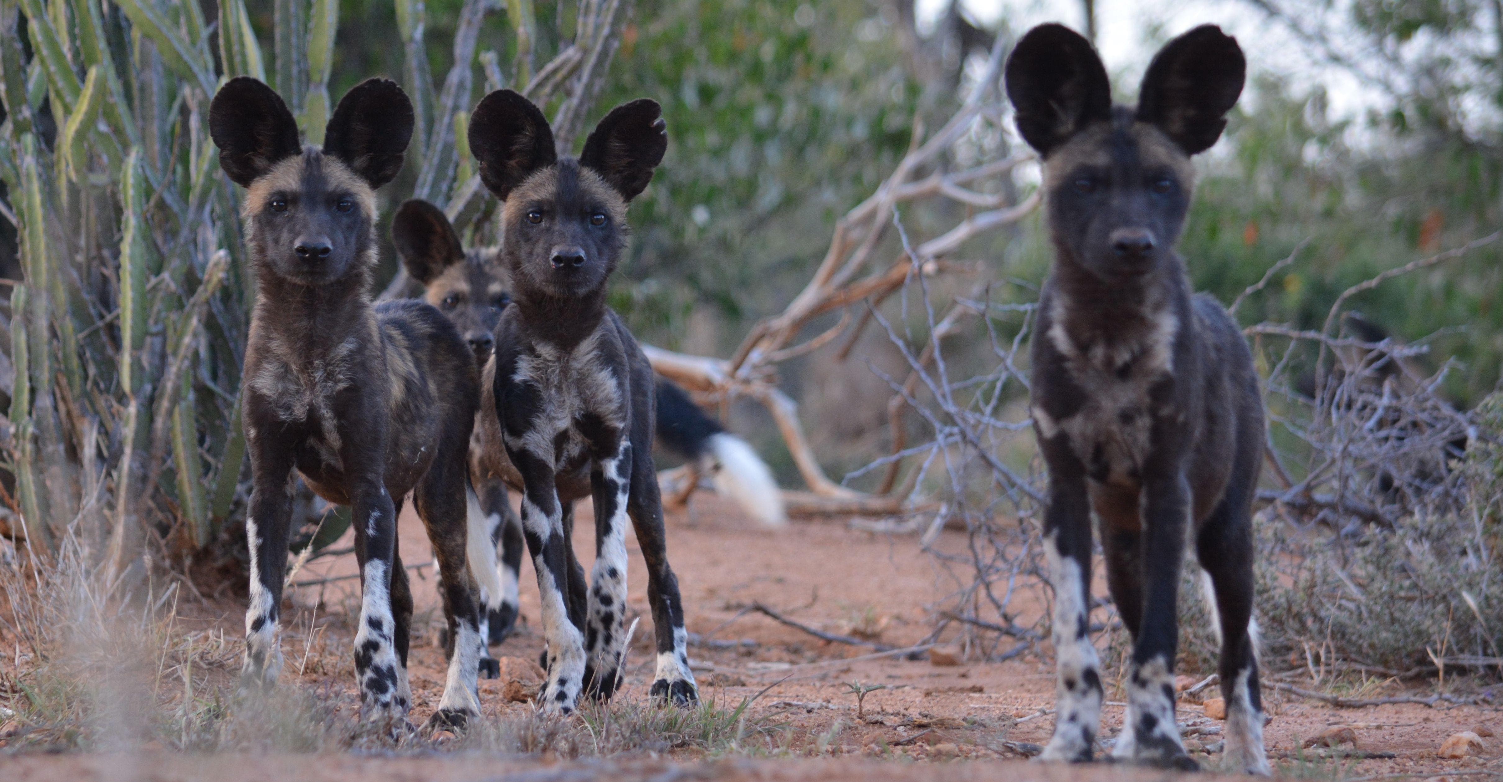 where does the african wild dog live