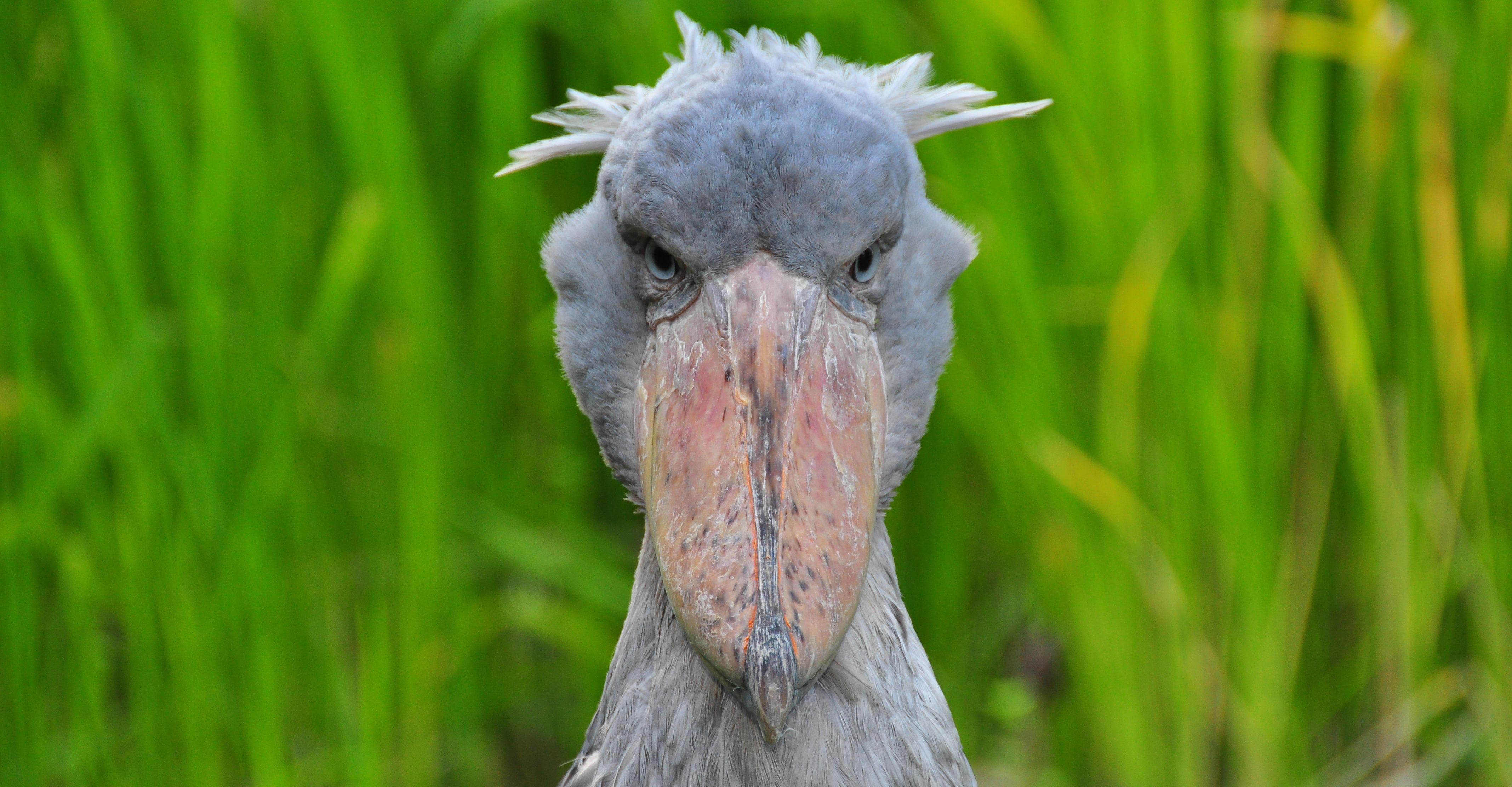 10 Terrifying Facts About the Shoebill Bird