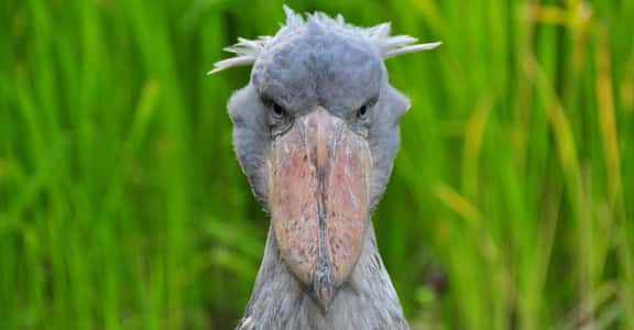 Borderline Terrifying Facts About The Shoebill Bird