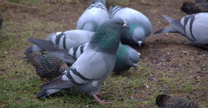 Pigeons Are More Than Breadhungry Poop-Machines
