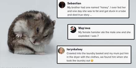24 Times Pet Hamsters Lost Their Fuzzy Little Lives In The Most Traumatic Ways Possible