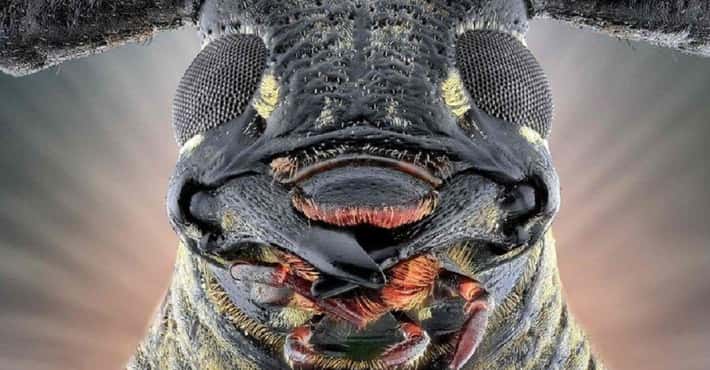 Insects Up Close and Personal