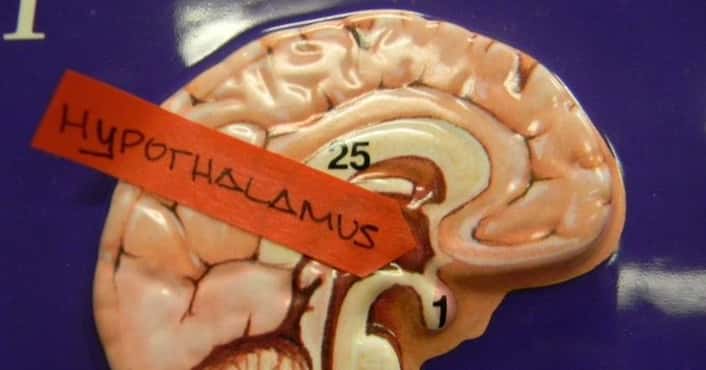 All About Your Hypothalamus