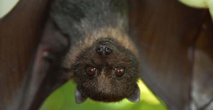 Great Reasons to Love Bats