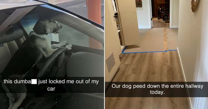 17 Unfortunate Dog Owner Moments That Made Us S...