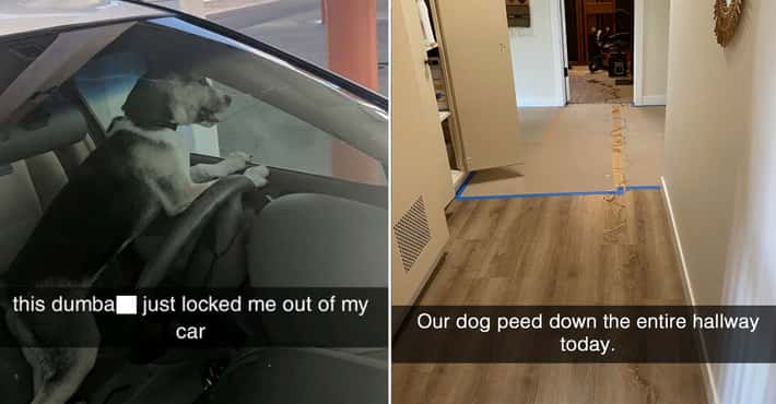 17 Unfortunate Dog Owner Moments That Made Us S...