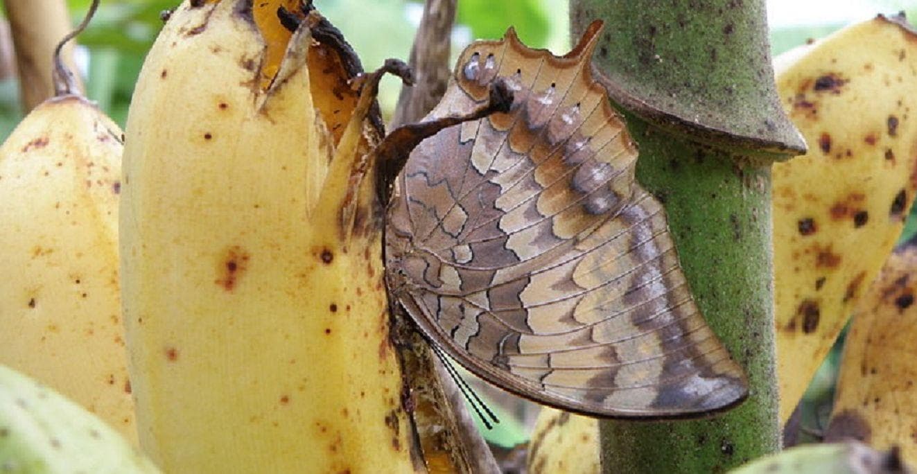 12 Bizarre Facts About Bloodsucking Leeches