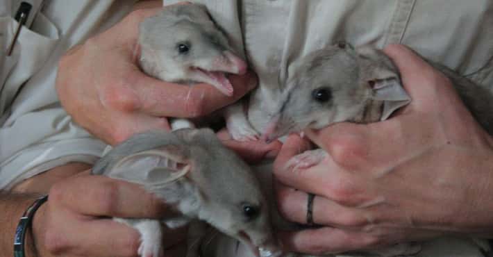 The Bilby Is the Cutest Creature