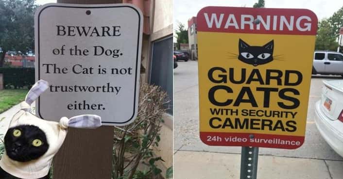 Warning Signs: Beware of Cat