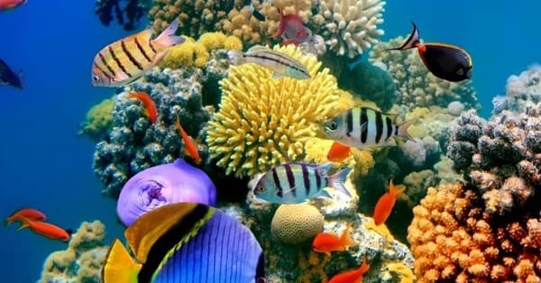 Coral Reef Pictures | Ocean Coral & Coral Reefs