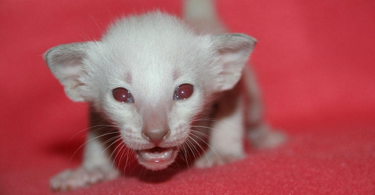 12 Extremely Rare Photos Of Albino Baby Animals