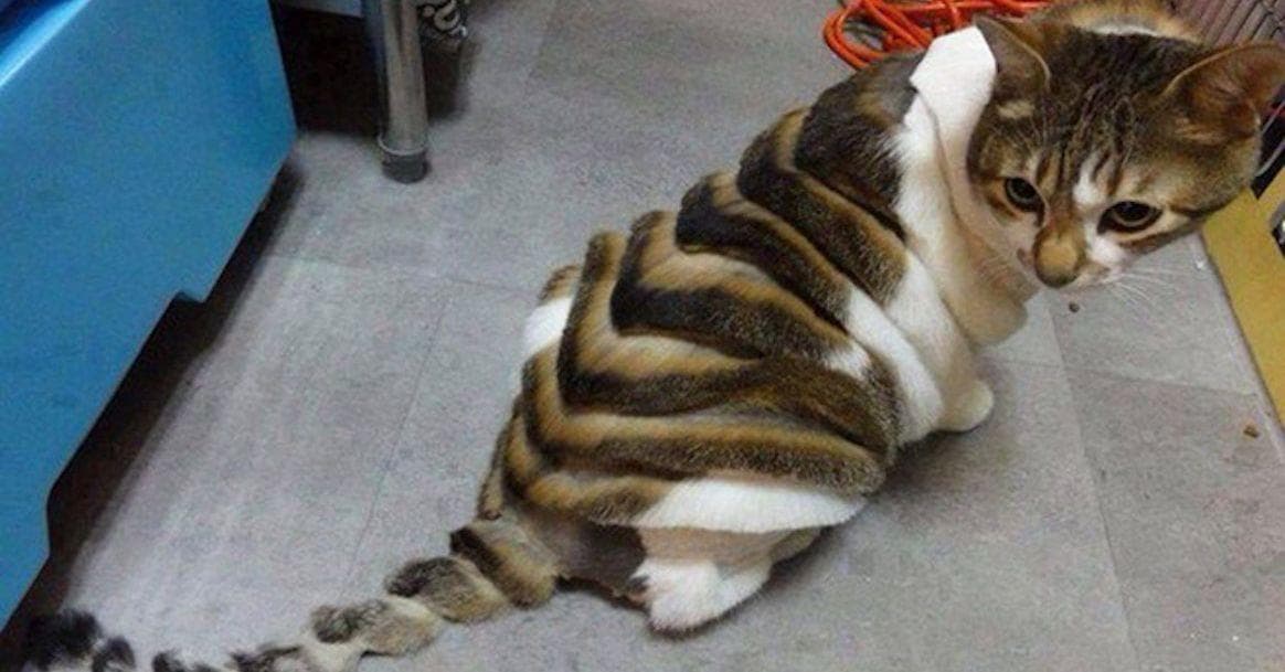 Cats Who Are Not Happy with Their New Hair Styles