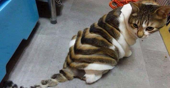 Cats Who Hate Their New Haircuts