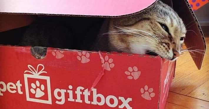 The Subscription Boxes All Pet Lovers Need
