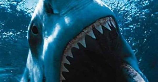 The Greatest Shark Characters | List of Fictional Sharks From Movies & TV