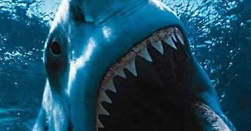The Greatest Shark Characters List Of Fictional Sharks From Movies Tv