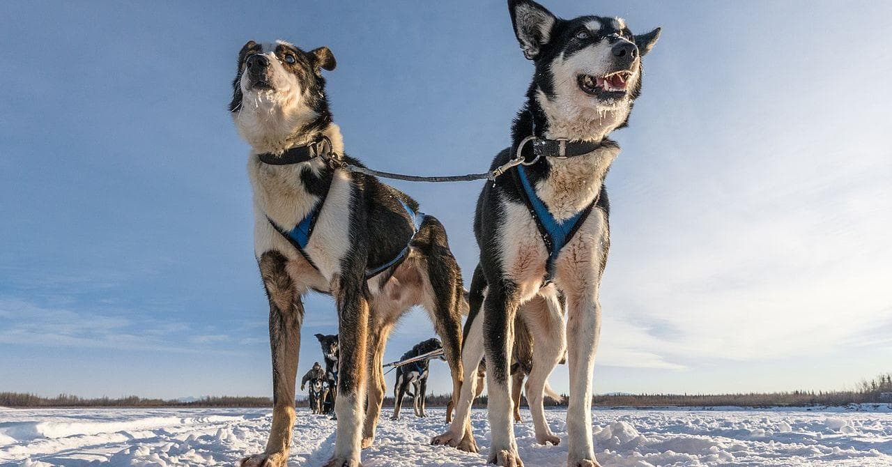 Stories From History That Made Us A Bit Misty-Eyed