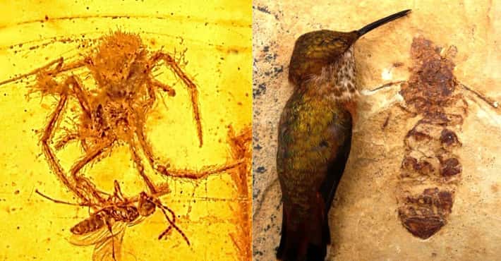 The Weirdest Fossils Ever Discovered