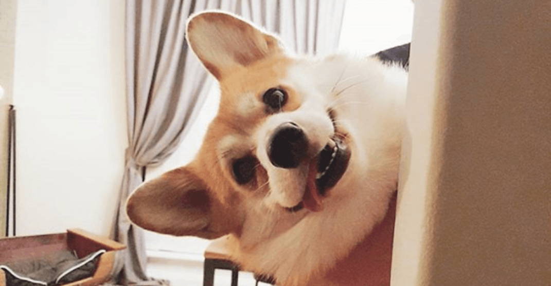 Corgis of instagram best sale