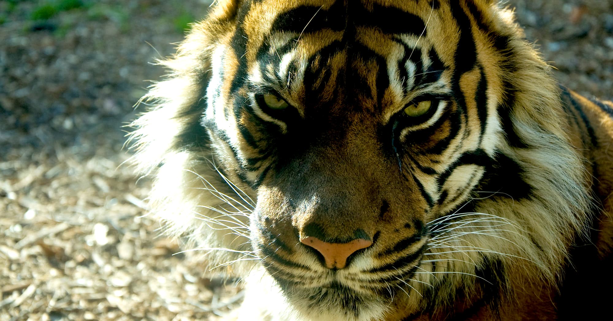 10 Animals That Are Nature's Most Efficient Predators