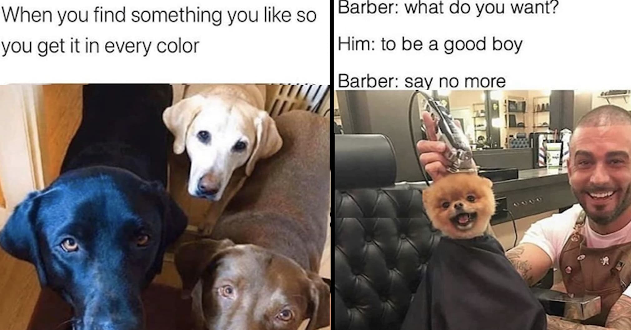 Wholesome Dog Memes That Made Us Smile Way Too Hard