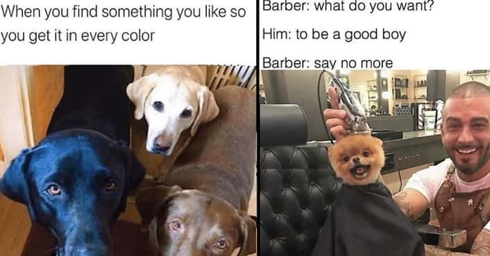 Wholesome Memes About Doggos