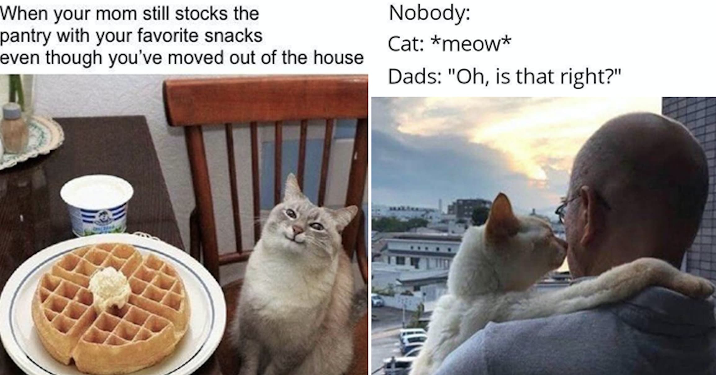 36 Wholesome Cat Memes That Prove They Re Not Entirely Evil