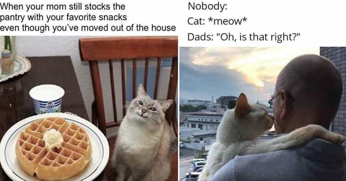 28 Funny Memes That are Utterly Wholesome - Feels Gallery