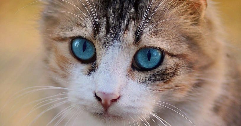 The 20 Best Blue Eyed Cat Names Ranked By Cat Lovers