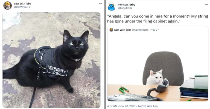 Cats with Jobs